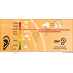 SECURX Foam oordopjes 34 SNR - EN352-2 -